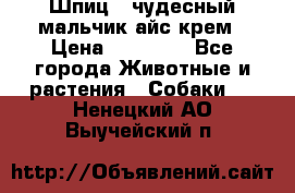 Шпиц - чудесный мальчик айс-крем › Цена ­ 20 000 - Все города Животные и растения » Собаки   . Ненецкий АО,Выучейский п.